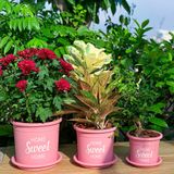  Đất sạch đa dụng VIETPOT, thích hợp trồng rau hoa, củ, quả, cây kiểng, giàu dinh dưỡng, giữ ẩm tốt. 