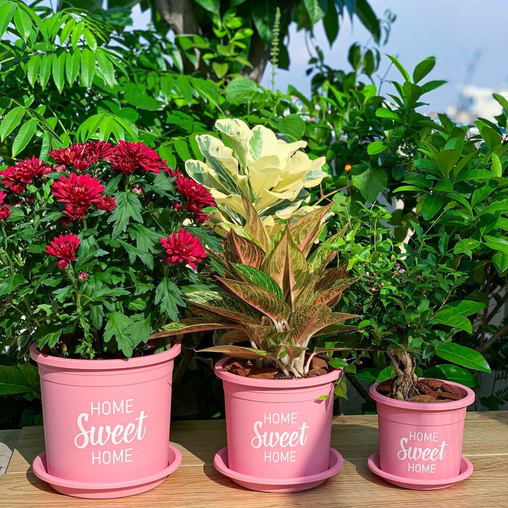 Đất sạch đa dụng VIETPOT, thích hợp trồng rau hoa, củ, quả, cây kiểng, giàu dinh dưỡng, giữ ẩm tốt. 