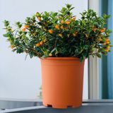  Chậu nhựa trồng cây VIETPOT, size 16x14, Trơn, kiểng lá, hoa hồng, để bàn, trang trí sân vườn. 