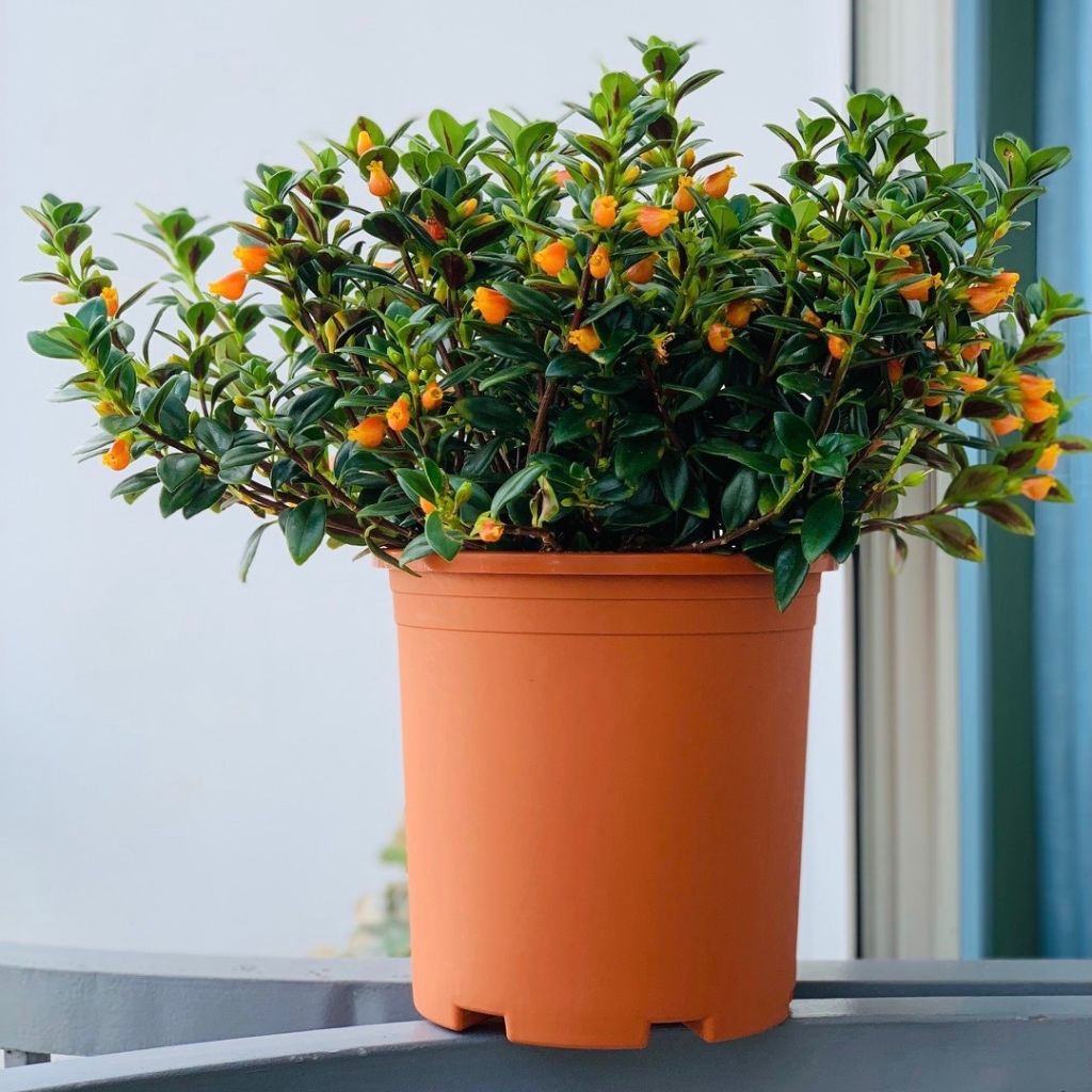  Chậu nhựa trồng cây VIETPOT, size 16x14, Trơn, kiểng lá, hoa hồng, để bàn, trang trí sân vườn. 