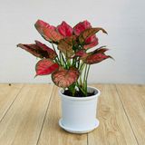  Chậu nhựa trồng cây VIETPOT, size 16x14, Trơn, kiểng lá, hoa hồng, để bàn, trang trí sân vườn. 