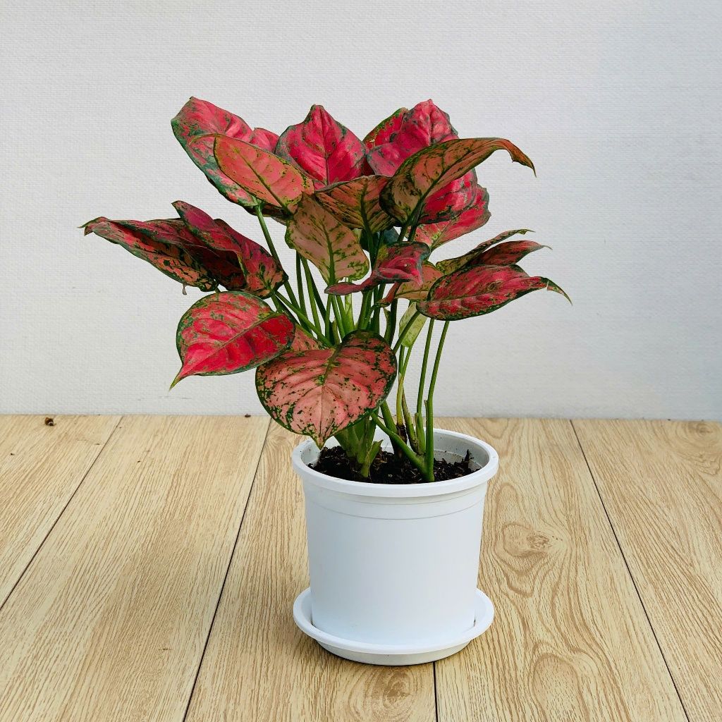  Chậu nhựa trồng cây VIETPOT, size 16x14, Trơn, kiểng lá, hoa hồng, để bàn, trang trí sân vườn. 