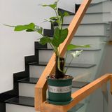  Chậu Nhựa Trồng Cây VIETPOT, size 16x14 Montario, trồng kiểng lá hoa hồng, trang trí sân vườn. 