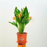 Chậu nhựa trồng cây VIETPOT, size 16x14cm, Sweet Home, hoa hồng, kiểng lá, để bàn, sân vườn. 