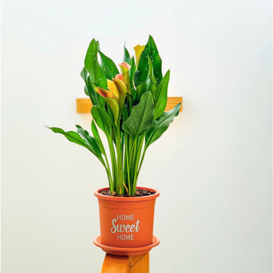  Chậu nhựa trồng cây VIETPOT, size 16x14cm, Sweet Home, hoa hồng, kiểng lá, để bàn, sân vườn. 