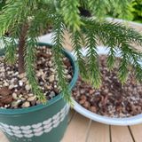  Giá thể trồng kiểng lá VIETPOT, trộn sẵn, chuyên dùng cho cây trong nhà, ngoài trời, Monstera... 