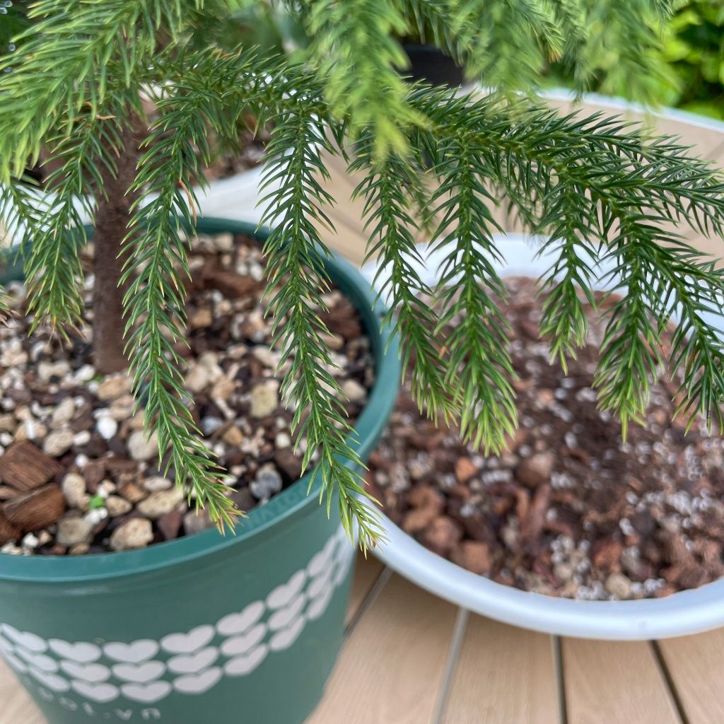  Giá thể trồng kiểng lá VIETPOT, trộn sẵn, chuyên dùng cho cây trong nhà, ngoài trời, Monstera... 