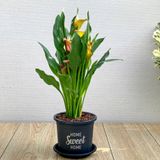  Chậu nhựa trồng cây VIETPOT, size 16x14cm, Sweet Home, hoa hồng, kiểng lá, để bàn, sân vườn. 