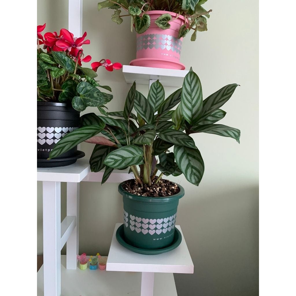  Chậu nhựa trồng cây VIETPOT, size nhỏ 13x11cm, hoa văn Tim, trồng hoa kiểng, để bàn, sân vườn 