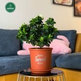  Chậu nhựa trồng cây VIETPOT, màu cam, hoa văn Sweet Home, trồng hoa kiểng lá, để nhà, sân vườn. 