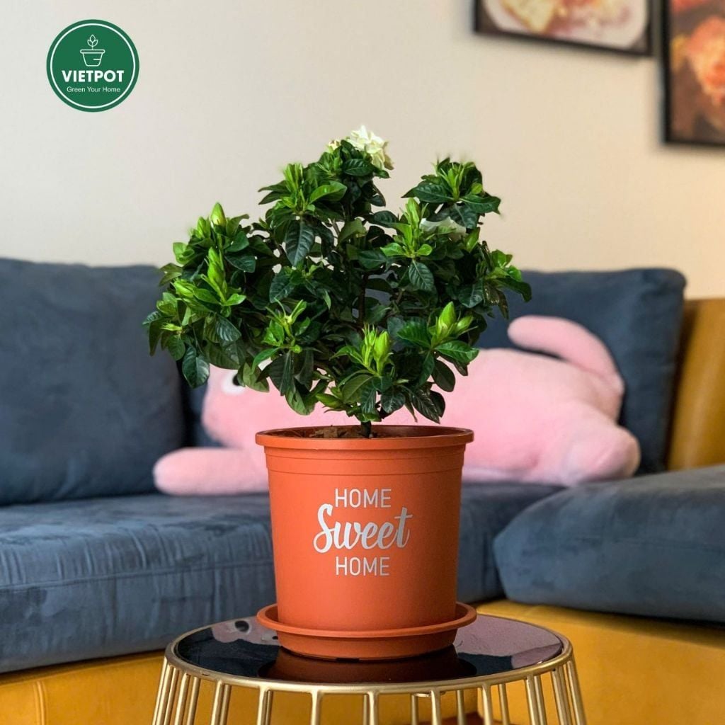 Chậu nhựa trồng cây VIETPOT, màu cam, hoa văn Sweet Home, trồng hoa kiểng lá, để nhà, sân vườn. 