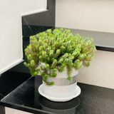  Chậu Nhựa Trồng Cây VIETPOT, size 16x14 Montario, trồng kiểng lá hoa hồng, trang trí sân vườn. 