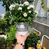  Chậu Nhựa Trồng Cây VIETPOT, size 16x14 Montario, trồng kiểng lá hoa hồng, trang trí sân vườn. 