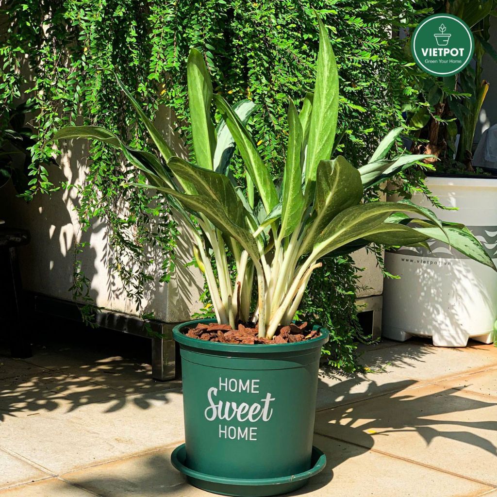  Chậu nhựa trồng cây VIETPOT, màu xanh, hoa văn Sweet Home, trồng hoa kiểng lá, để nhà, sân vườn. 
