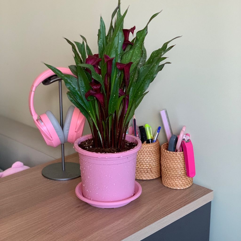  Chậu nhựa trồng cây VIETPOT, size 16x14, Trơn, kiểng lá, hoa hồng, để bàn, trang trí sân vườn. 