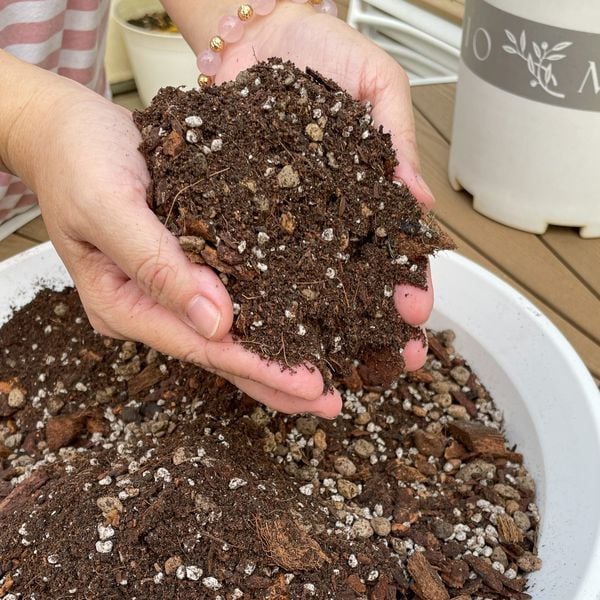  Giá thể trồng kiểng lá VIETPOT, trộn sẵn, chuyên dùng cho cây trong nhà, ngoài trời, Monstera... 