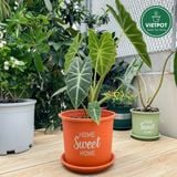  Chậu nhựa trồng cây VIETPOT, màu cam, hoa văn Sweet Home, trồng hoa kiểng lá, để nhà, sân vườn. 