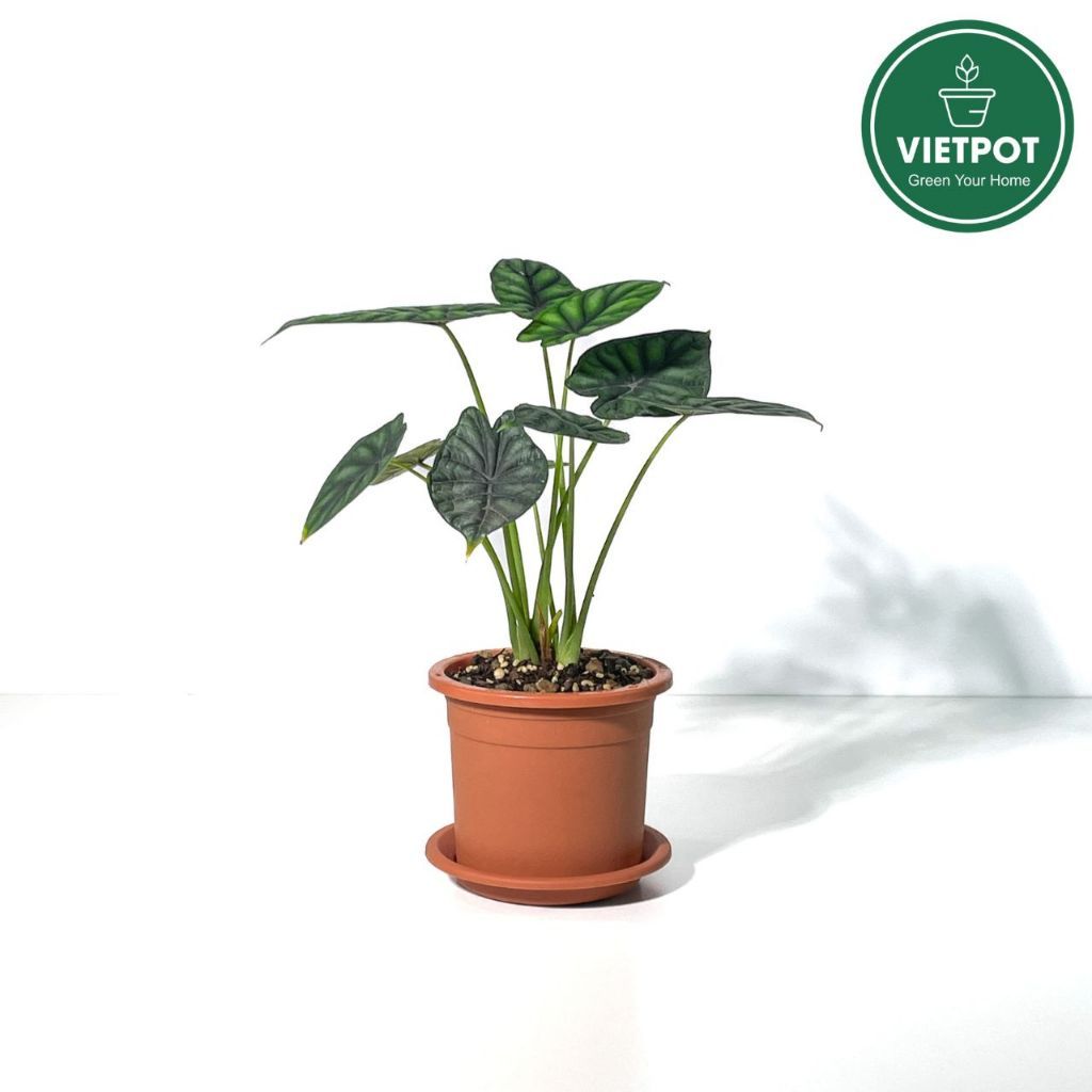  Chậu nhựa trồng cây VIETPOT, size 13x11, trơn, chính hãng, kiếng lá hoa, sen đá, bàn làm việc 
