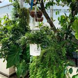  Chậu nhựa treo ban công VIETPOT, hoa văn sweet home, cây kiểng, cây hoa, trang trí sân vườn. 