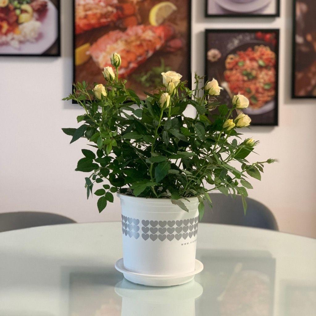  Đĩa nhựa mỏng nhẹ lót chậu cây VIETPOT, màu trắng, cây cảnh, trang trí nhà vườn, ban công 