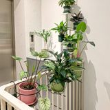  Giá thể trồng kiểng lá VIETPOT, trộn sẵn, chuyên dùng cho cây trong nhà, ngoài trời, Monstera... 