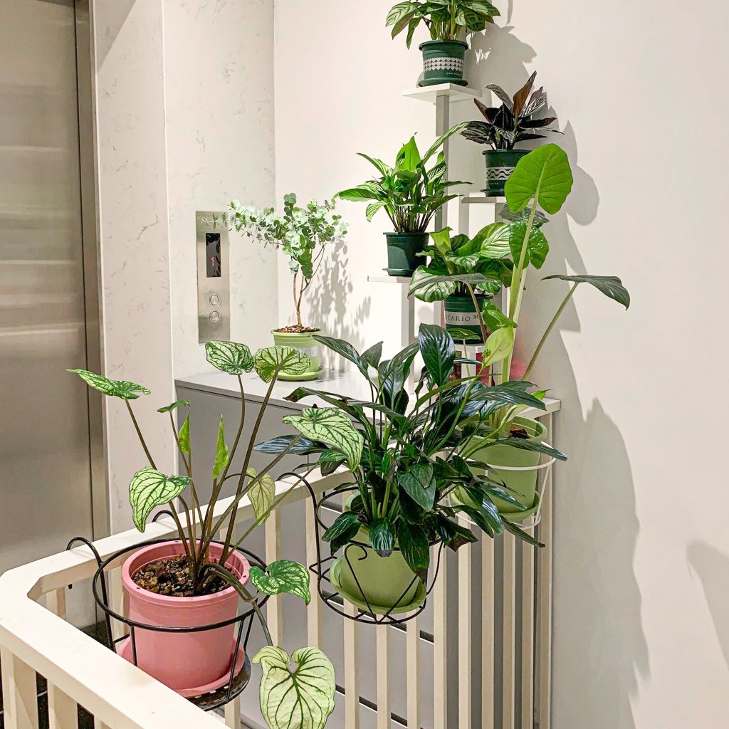  Giá thể trồng kiểng lá VIETPOT, trộn sẵn, chuyên dùng cho cây trong nhà, ngoài trời, Monstera... 