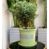  Đĩa nhựa mỏng nhẹ lót chậu cây VIETPOT, xanh mint, cây cảnh, trang trí nhà vườn, ban công 