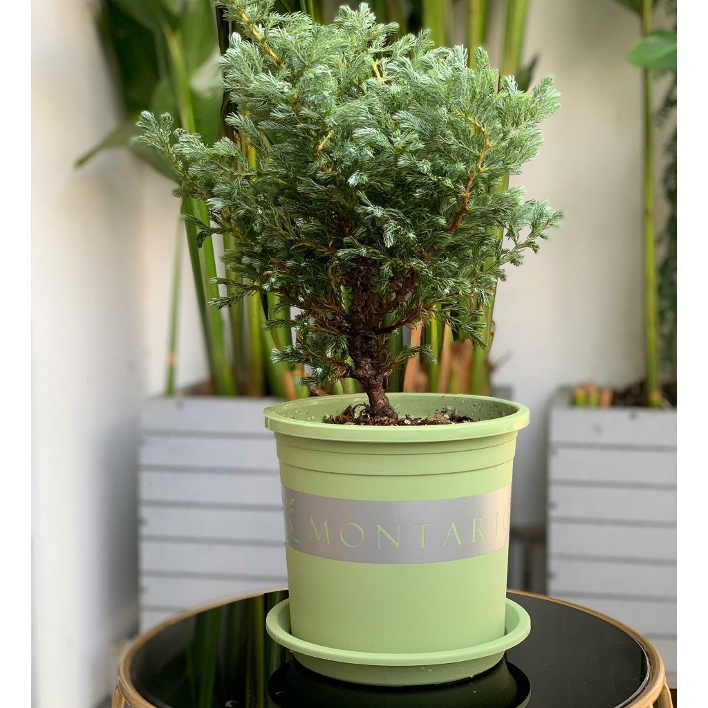  Đĩa nhựa mỏng nhẹ lót chậu cây VIETPOT, xanh mint, cây cảnh, trang trí nhà vườn, ban công 