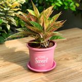  Chậu nhựa trồng cây VIETPOT, size 16x14cm, Sweet Home, hoa hồng, kiểng lá, để bàn, sân vườn. 