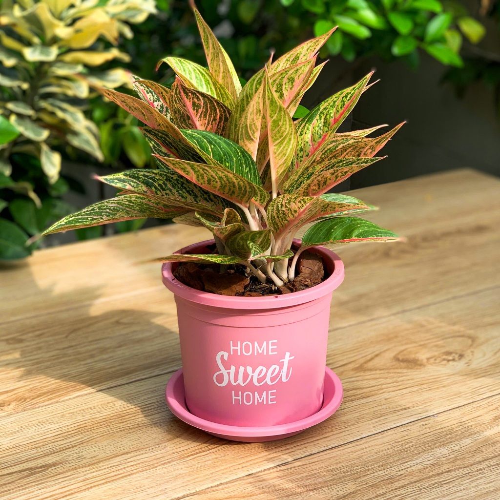  Chậu nhựa trồng cây VIETPOT, size 16x14cm, Sweet Home, hoa hồng, kiểng lá, để bàn, sân vườn. 
