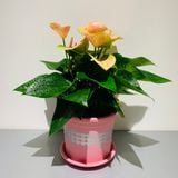  Chậu nhựa trồng cây VIETPOT, size nhỏ 13x11cm, hoa văn Tim, trồng hoa kiểng, để bàn, sân vườn 