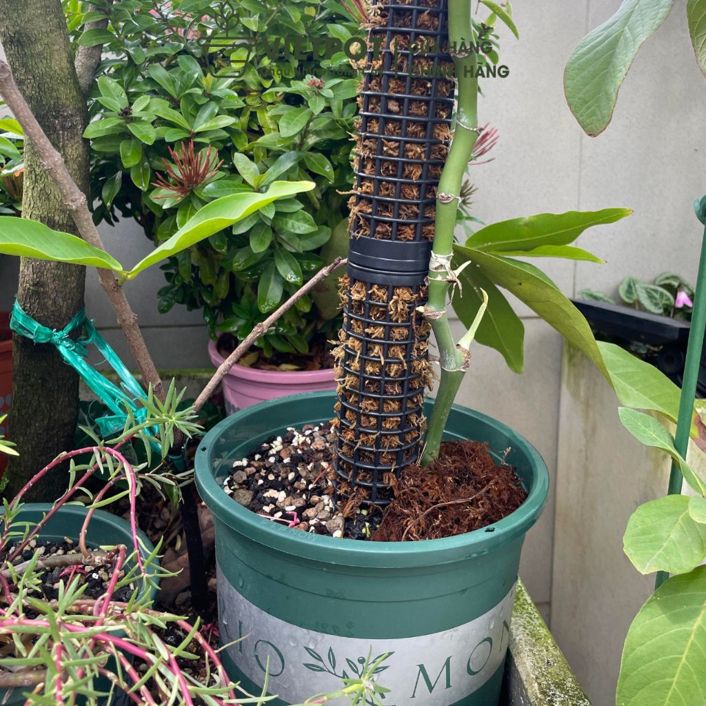  Trụ nhựa đã nhét rêu rừng VIETPOT, 29cm, vừa khớp gắn trụ chậu nhựa VIETPOT, trụ có thể gắn nối dài. 