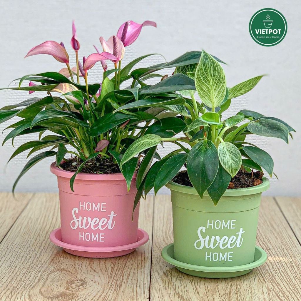  Chậu nhựa trồng cây VIETPOT, size nhỏ 13x11cm, Sweet Home, trồng hoa kiểng, để sân vườn, bàn. 
