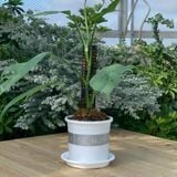 Trụ Nhựa VIETPOT, Gắn Chậu Trồng Kiểng Lá Leo Trụ, Vừa Khớp Nối Các Chậu VIETPOT trang trí sân vườn. 