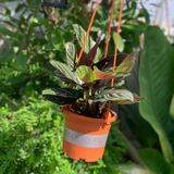  Chậu nhựa trồng cây VIETPOT, size nhỏ 13x11cm, MONTARIO, trồng kiểng lá hoa, để bàn, sân vườn 