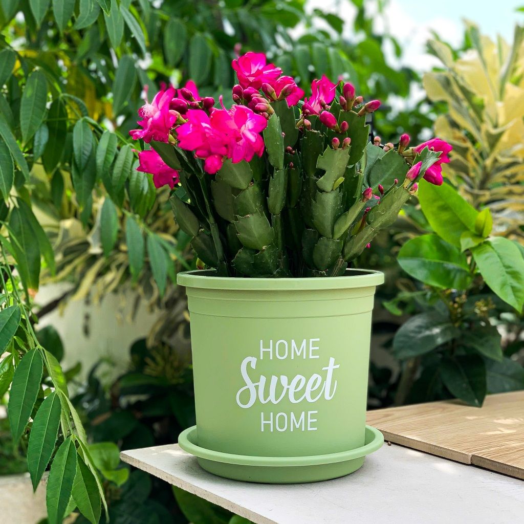  Chậu nhựa trồng cây VIETPOT, size 16x14cm, Sweet Home, hoa hồng, kiểng lá, để bàn, sân vườn. 