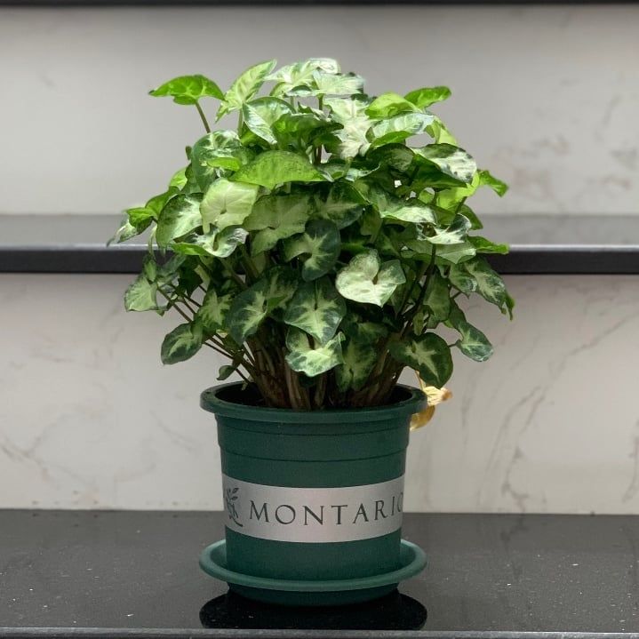  Chậu nhựa trồng cây VIETPOT, size nhỏ 13x11cm, MONTARIO, trồng kiểng lá hoa, để bàn, sân vườn 