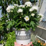  Chậu nhựa trồng cây VIETPOT, size nhỏ 13x11cm, MONTARIO, trồng kiểng lá hoa, để bàn, sân vườn 