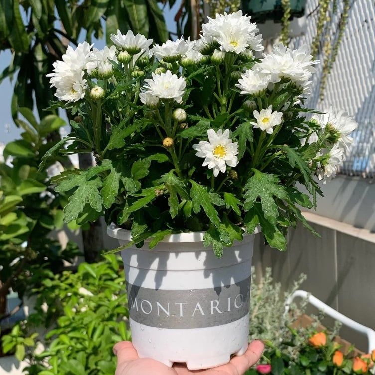  Chậu nhựa trồng cây VIETPOT, size nhỏ 13x11cm, MONTARIO, trồng kiểng lá hoa, để bàn, sân vườn 
