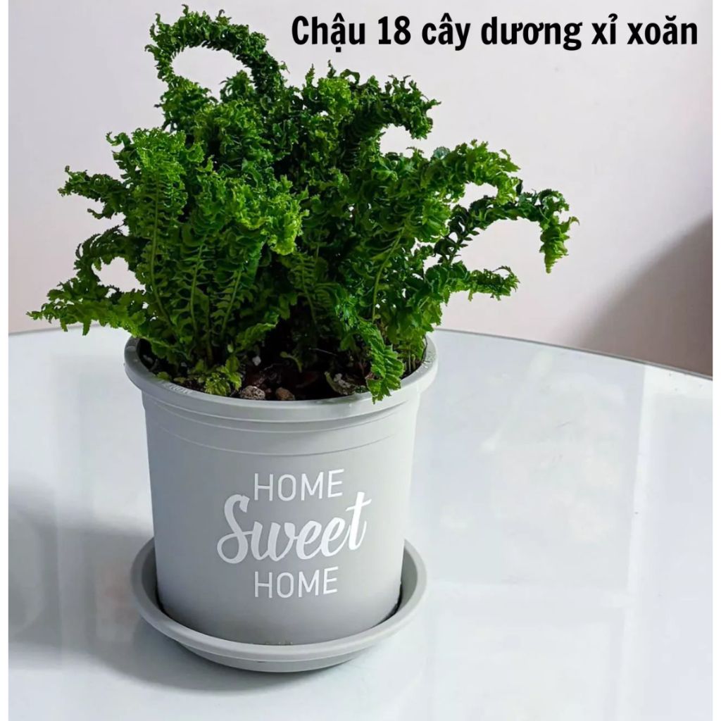  Chậu nhựa trồng cây VIETPOT, màu xám, hoa văn Sweet Home, trồng hoa kiểng lá, để nhà, sân vườn. 
