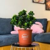  Đĩa nhựa mỏng nhẹ lót chậu cây VIETPOT, màu cam, cây cảnh, trang trí nhà vườn, ban công 