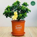  Chậu nhựa trồng cây VIETPOT, màu cam, hoa văn Sweet Home, trồng hoa kiểng lá, để nhà, sân vườn. 