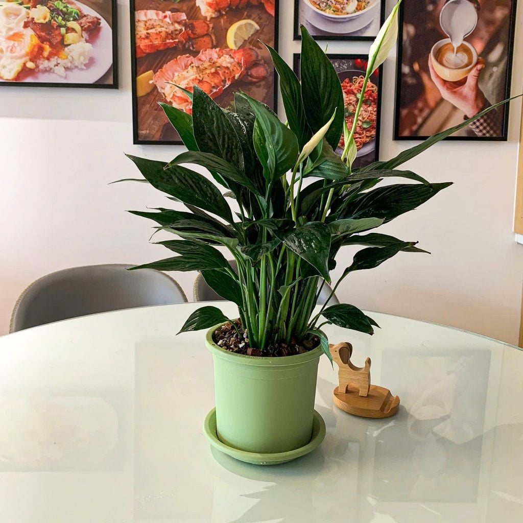  Chậu nhựa trồng cây VIETPOT, xanh Mint Trơn, trồng kiểng lá hoa hồng, để bàn, ban công sân vườn. 