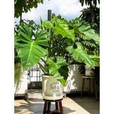  Đất sạch đa dụng VIETPOT, thích hợp trồng rau hoa, củ, quả, cây kiểng, giàu dinh dưỡng, giữ ẩm tốt. 