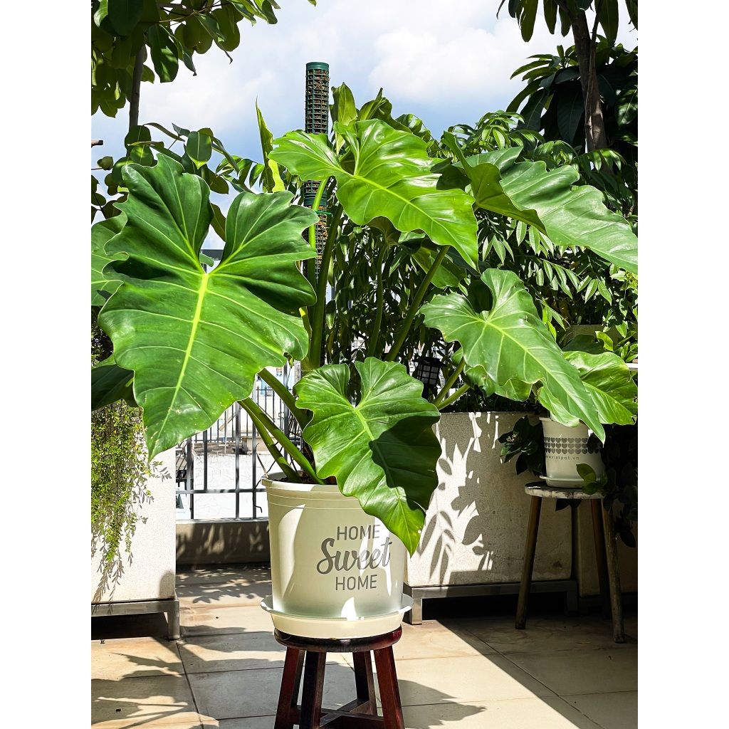  Đất sạch đa dụng VIETPOT, thích hợp trồng rau hoa, củ, quả, cây kiểng, giàu dinh dưỡng, giữ ẩm tốt. 