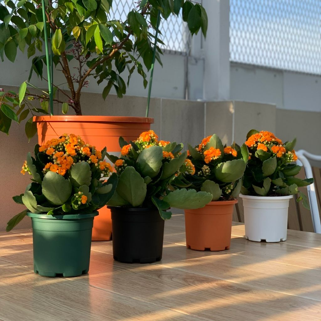  Chậu nhựa trồng cây VIETPOT, size 13x11, trơn, chính hãng, kiếng lá hoa, sen đá, bàn làm việc 