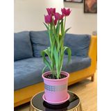  Đĩa nhựa mỏng nhẹ lót chậu cây VIETPOT, màu hồng, cây cảnh, trang trí nhà vườn, ban công 