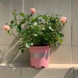  Chậu nhựa trồng cây VIETPOT, size 16x14, hoa văn tim, trồng kiểng lá, hoa hồng, để bàn, vườn. 