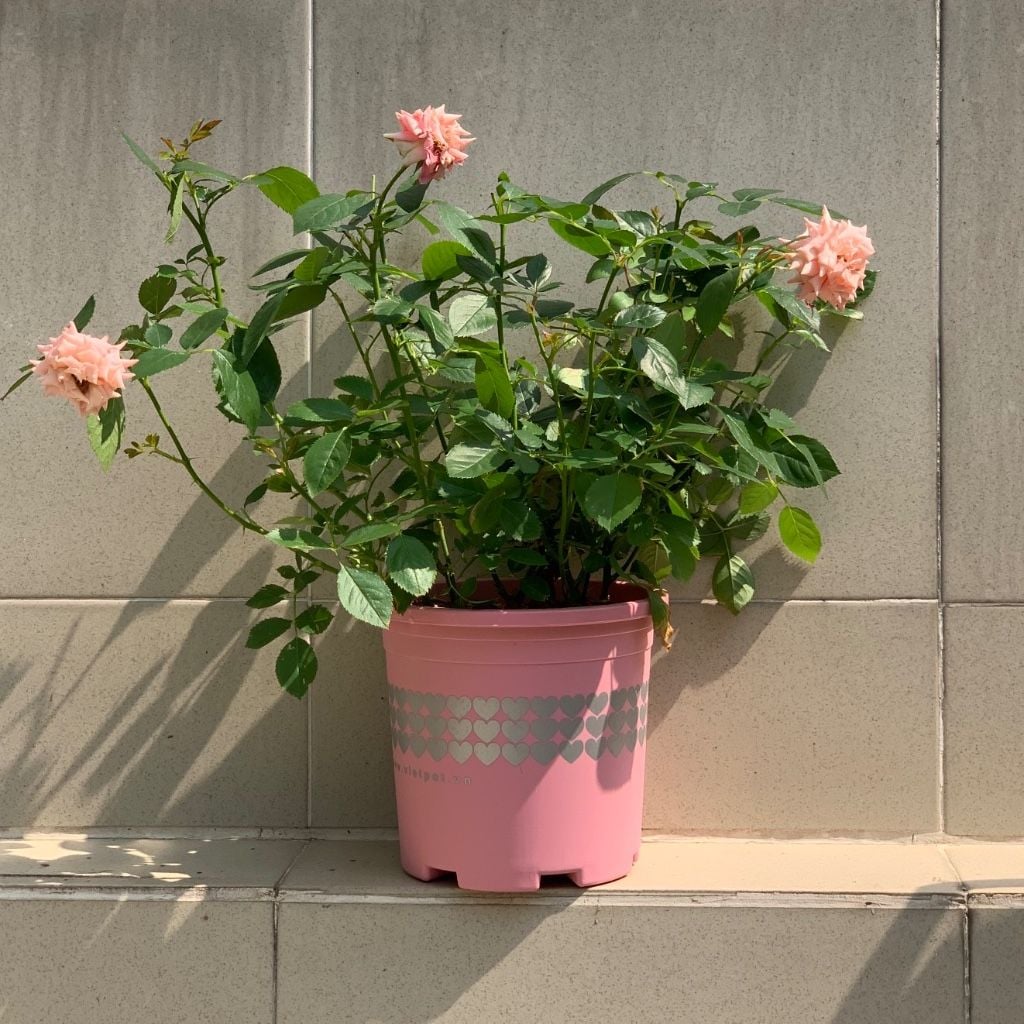  Chậu nhựa trồng cây VIETPOT, size 16x14, hoa văn tim, trồng kiểng lá, hoa hồng, để bàn, vườn. 