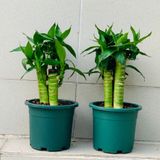  Chậu nhựa trồng cây VIETPOT, size 13x11, trơn, chính hãng, kiếng lá hoa, sen đá, bàn làm việc 